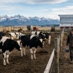 Utah Implements Weekly Avian Flu Surveillance at Cache County Dairy Farms